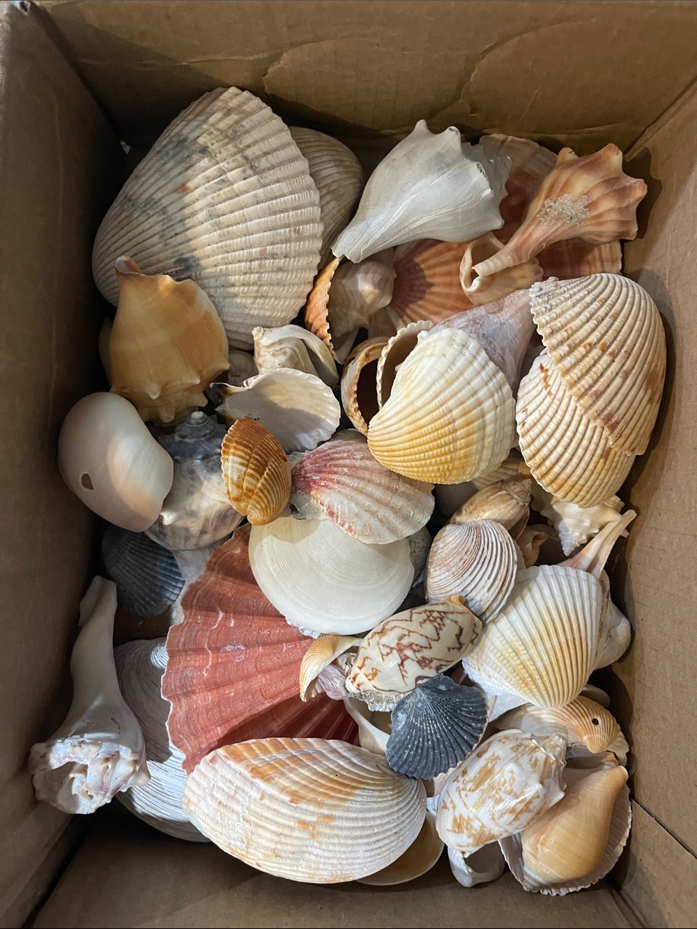 Natural Mixed Seashell Collection - 2+lbs of Assorted sea shells